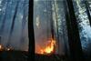 V Kaliforniji skušajo gasilci pred požarom obvarovati večtisočletne sekvoje