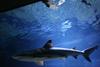 Kolumbijske oblasti zasegle 3493 plavuti morskih psov