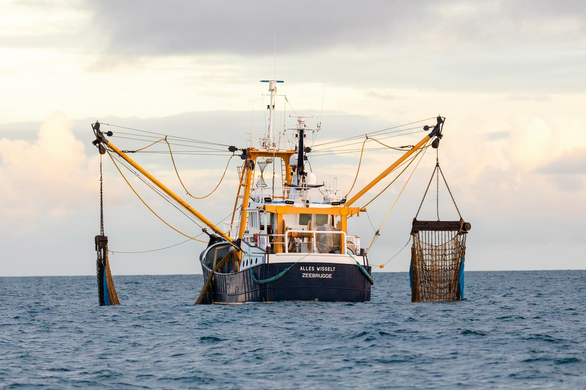 Evropski ribiči lahko tudi po brexitu ribarijo v britanskih vodah, vendar imajo omejeno količino ulova. Foto: EPA