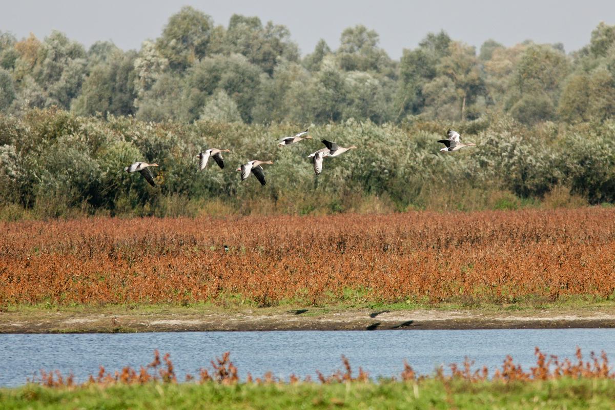 Birdlife International's red danger list contains 110 of 544 species in Europe.  Photo: EPA