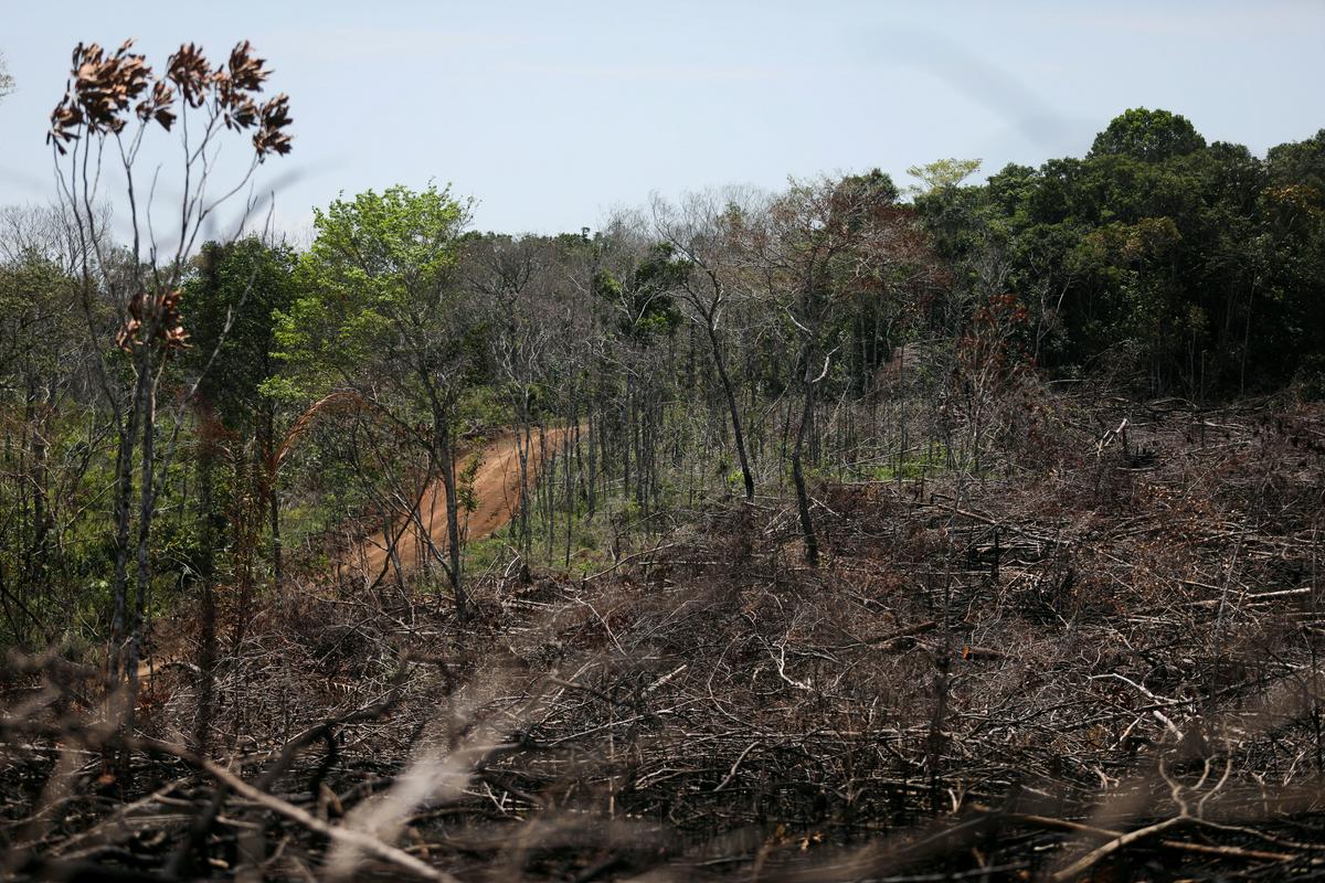 Gozdovi so pomembna zaščita pred segrevanjem ozračja. Foto: Reuters