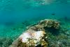 Beljenje koral prizadelo 98 odstotkov Velikega koralnega grebena