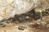 Iz jame v Kočevskem rogu odstranili odpadne pnevmatike za tovornjake