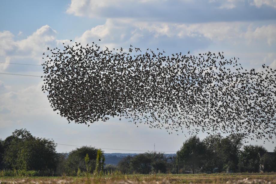 Ptice selivke spreminjajo migracijske poti. Foto: EPA