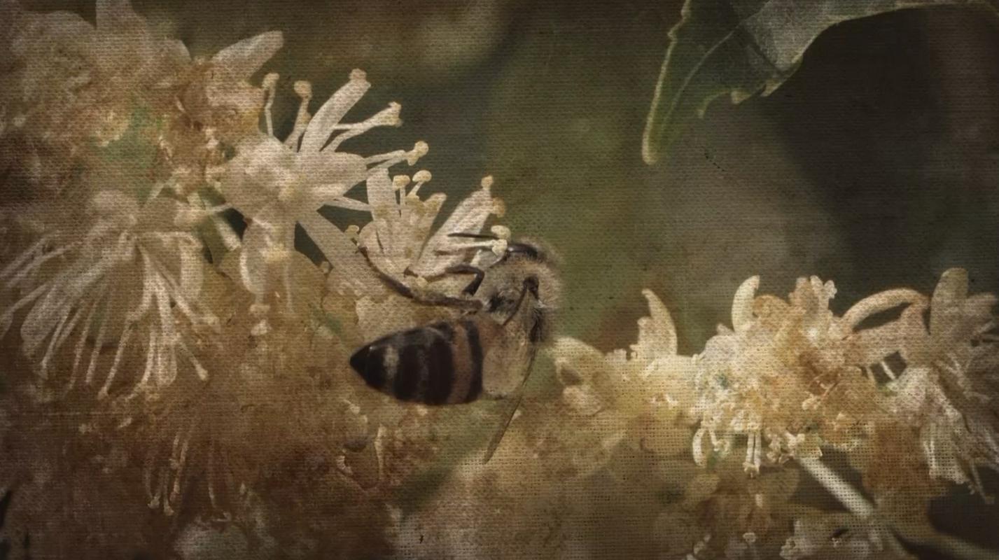 Čebele so strupen cvetni prah nosile v čebelnjake in strupe razširile med ostale čebele. Foto: TV Slovenija