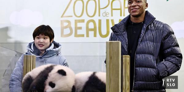 Kylian Mbappé et Zhang Jiaqi sont devenus les parrains des jumeaux panda géants