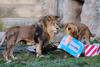 V zagrebškem živalskem vrtu sta dva leva okužena s covidom-19