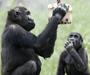 Evropski ZOO-ji za odstrel goriljih samcev. Aktivisti: Spustite jih v divjino!