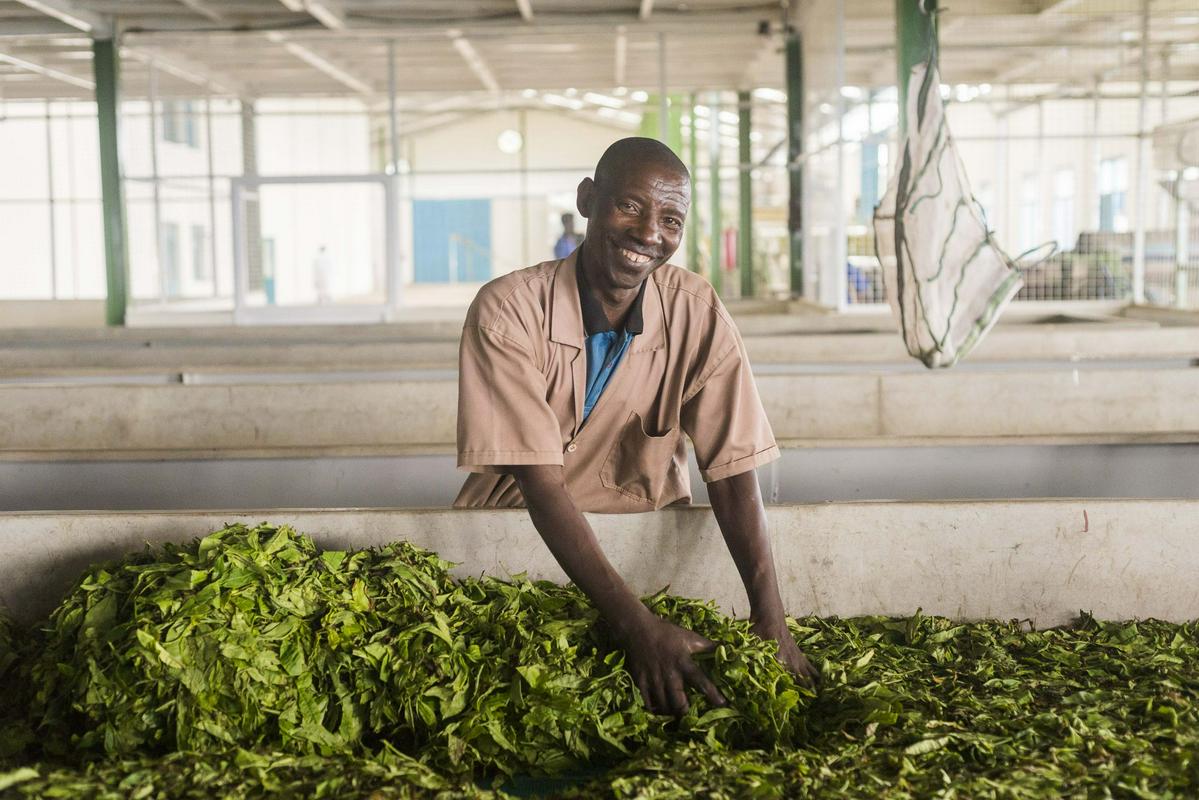 Ruandsko podjetje Cyato Tea, s katerim sodeluje Anteja Africa, prideluje čaj na organski način. Ustanovljeno je bilo leta 2015 in danes zaposluje že 3000 ljudi. Foto: Cyato Tea