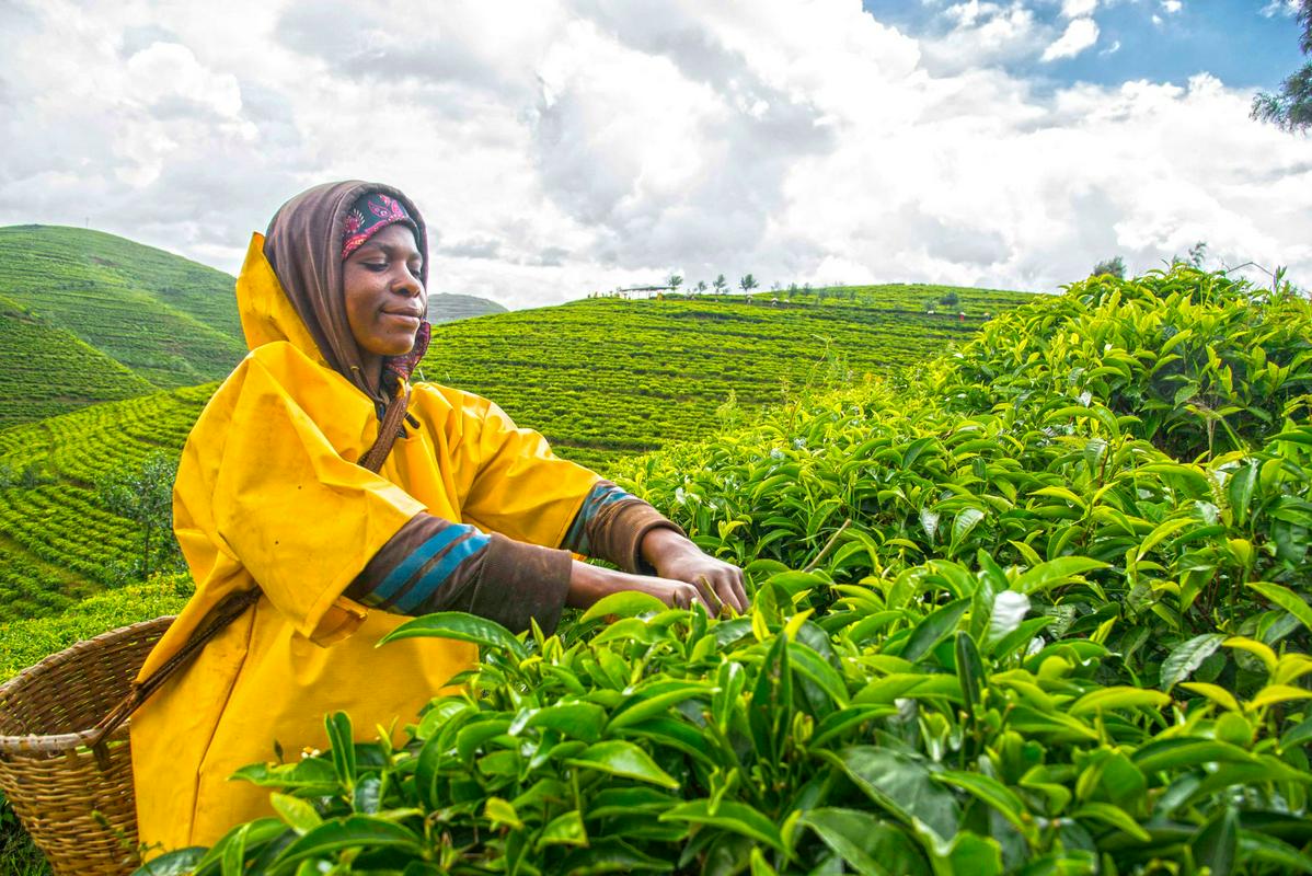 Cyato Tea prideluje organski čaj na 1200 hektarjih, prodajajo pa tako na lokalni kot na svetovni trg. Foto: Cyato Tea