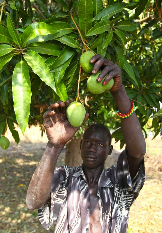 Mango ima veliko dodano vrednost, njegova prednost pa je tudi, da se lahko uporabijo vsi deli sadeža. Foto: EPA