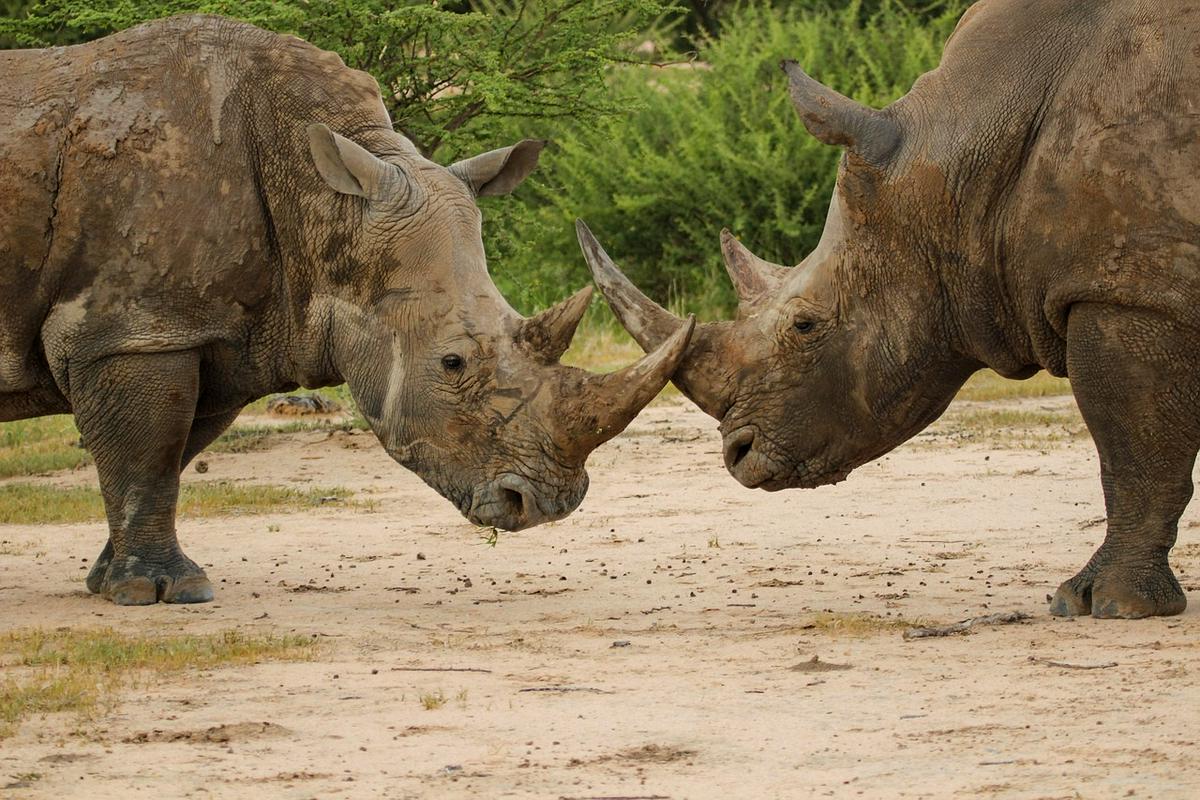 Nosorog, ta tvoj nos! 