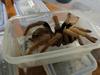 Nemca sta skušala v kovčku pretihotapiti več kot 300 pajkov in ščurkov
