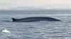 V Sredozemlju ogroženih devet vrst kitov in delfinov