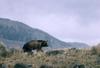 Montana bi rada omogočila lov na grizlije