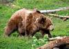 Helsinški monitor Slovenije vložil ustavno pritožbo glede odstrela medvedov