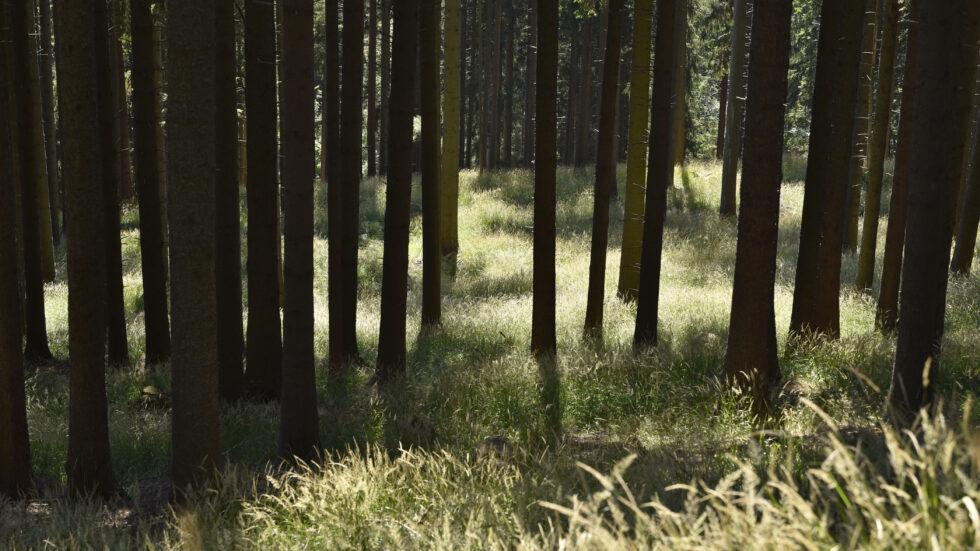 Strah pred temnim gozdom