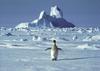 Antarktiko ogrožajo 