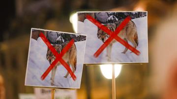 Nordijske države odredile odstrel volkov, nasprotniki opozarjajo na zakonodajo