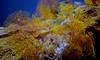 Osupljivo odkritje: ob obali Tahitija našli nedotaknjen koralni greben