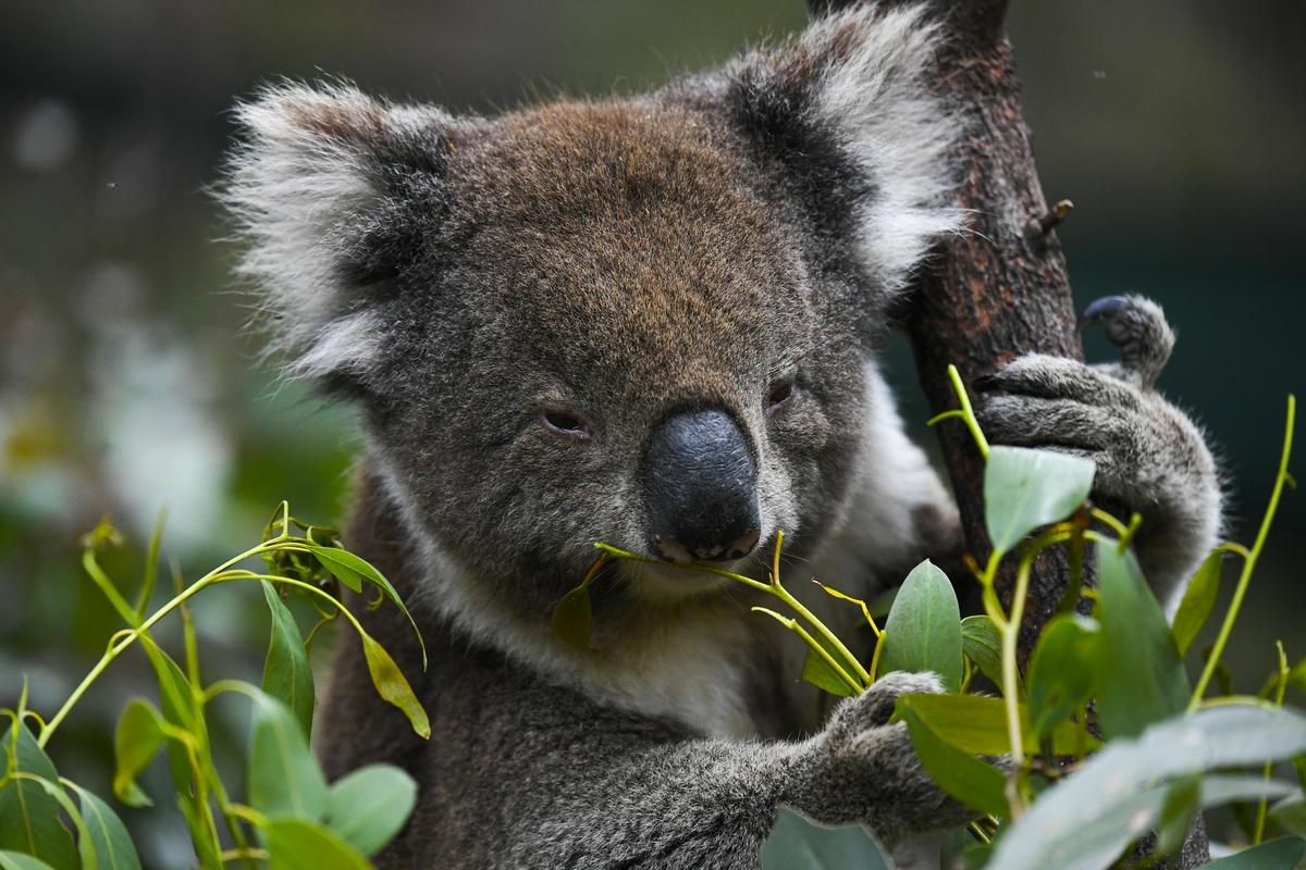 Po nekaterih predvidevanjih bi lahko koale izumrle do leta 2050. Foto: EPA