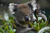 Avstralija bo vložila dodatne milijone za zaščito habitata koal