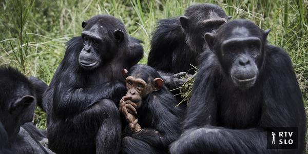 Les chimpanzés guérissent les blessures les uns des autres