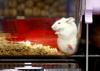 Švicarji zavrnili prepoved medicinskih poskusov na živalih