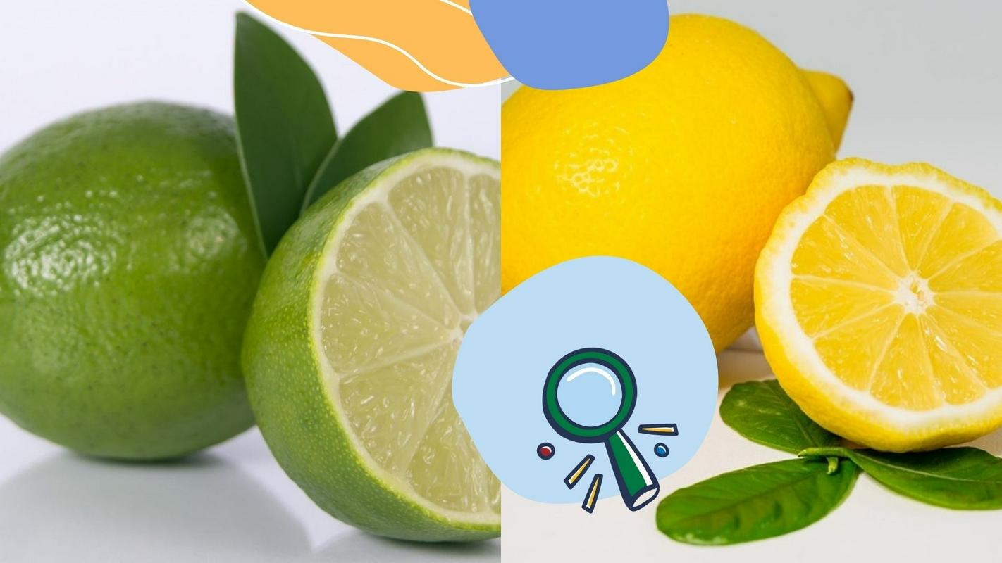 Limeta, limonina prijateljica