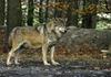 Populacija volka v TNP-ju se hitro širi, v zadnjih letih narašča tudi število škodnih zahtevkov