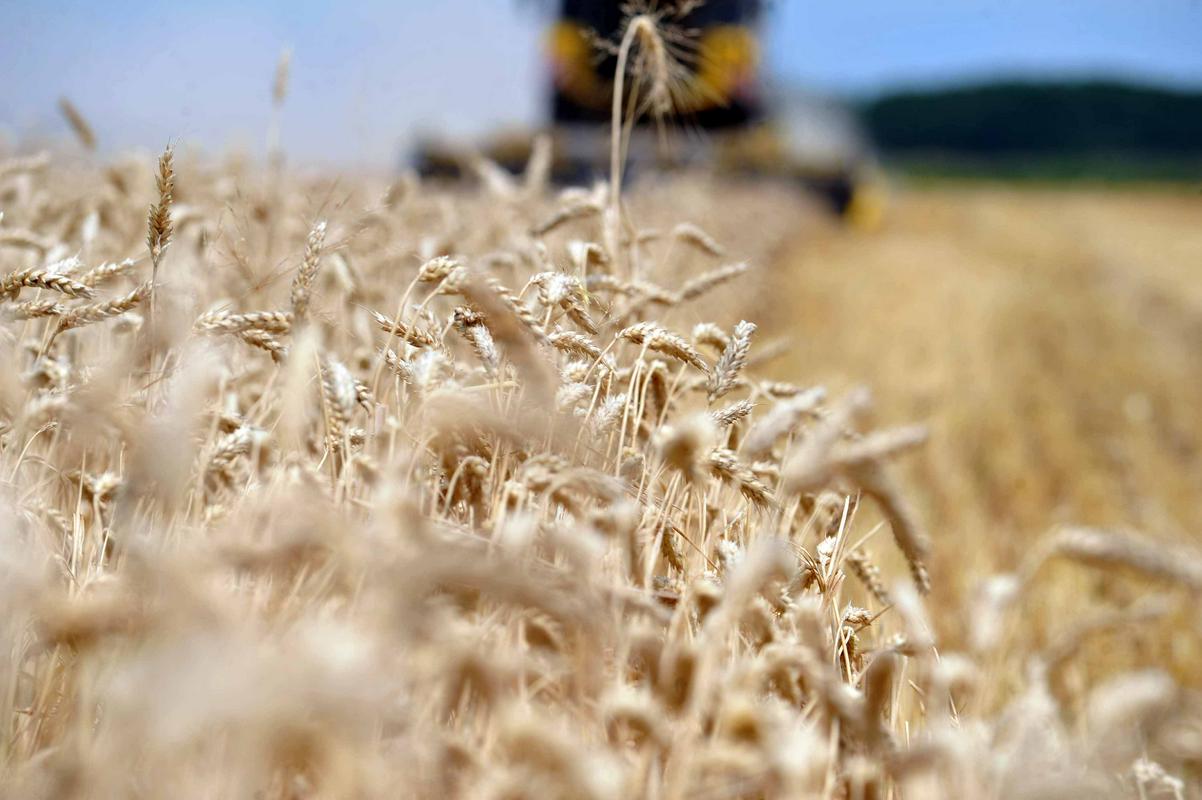 V WWF-ju poudarjajo, da bi morala biti Evropska unija svetovna pridelovalka žita, a je v resnici svetovna trgovka z živili višjega cenovnega razreda. Foto: BoBo/Žiga Živulović ml.