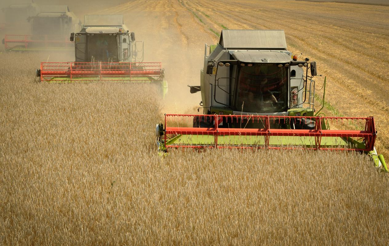 Domača proizvodnja žit je leta 2020 dosegla 749 tisoč ton, kar je 17 odstotkov več kot v letu 2019, domača poraba žit pa 848 tisoč ton, kar je en odstotek manj kot v 2019. Stopnja samooskrbe je tako dosegla 88 odstotkov. Foto: BoBo/Miloš Vujinović