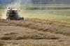 Pšenice v Sloveniji ne bo zmanjkalo, obeta se dodaten uvoz iz Srbije