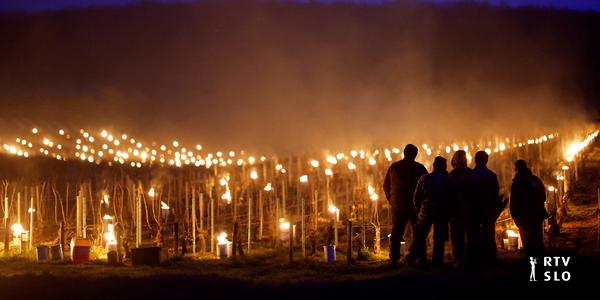 La nuit d’avril la plus froide de France en 75 ans – fruiticulteurs et viticulteurs désespérés