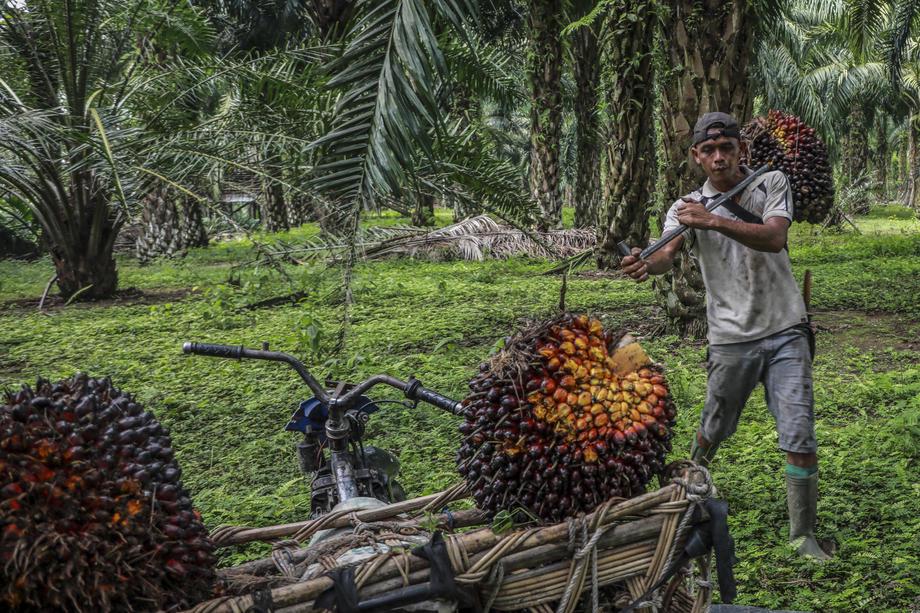 Indonezija je navečja proizvajalka palmovega olja na svetu. Foto: Reuters