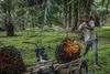 Nove težave pri dobavi olja? Indonezija prepovedala izvoz palmovega olja.