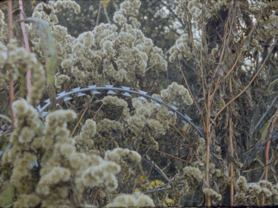 Obzornik 670 – Rdeči Gozdovi je premislek o rezilni žici, postavljeni na poljih in v gozdovih ob meji Evropske unije. Foto: Osebni arhiv avtorice