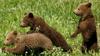 Previdno v gozdovih, saj medvedke v tem obdobju vodijo mladiče iz brlogov