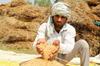 Indija je po vročinskem valu omejila izvoz pšenice. Najrazvitejše države so odločitev obsodile.