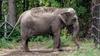 Ima slonica lahko človeške pravice in jo živalski vrt zadržuje proti njeni volji?