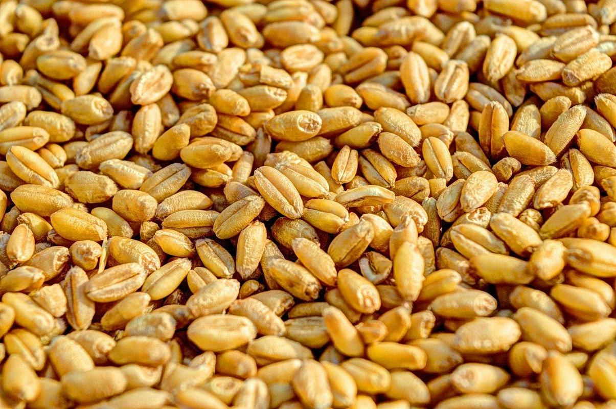 Kmetje čakajo pojasnila glede državnega odkupa pšenice. Foto: Pixabay
