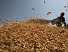 ZN: Vojna v Ukrajini lahko povzroči prehransko negotovost. VS pozval Rusijo, naj omogoči izvoz.