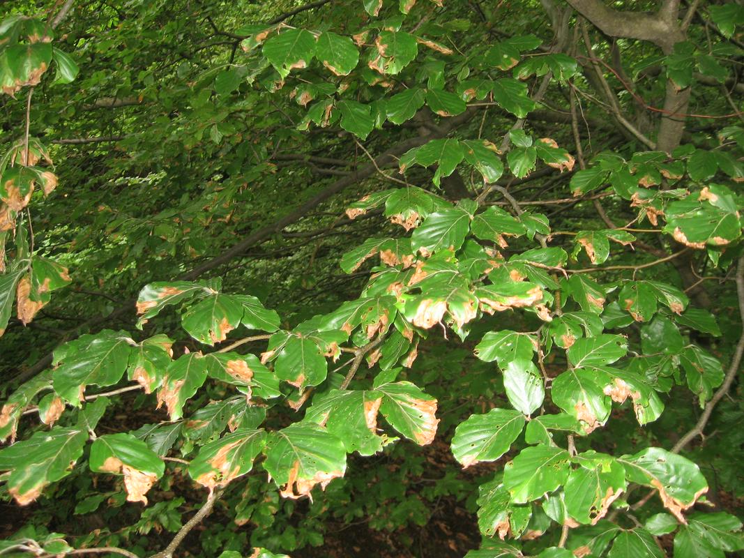 Poškodovani listi bukovih dreves zaradi rilčkarja skakača. Foto: ZGS