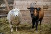 Barcelona v boj proti požarom pošilja ovce in koze 