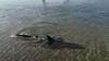 Turiste v Medulinu na Hrvaškem presenetil morski pes