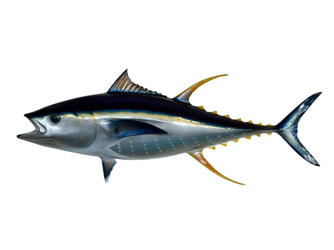 Ribe: Tuna