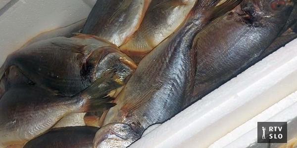TV SLO: Os peixes anunciados são reembalados em Marinblu e enviados para as lojas.  A empresa nega isso.