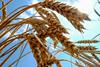 Rusija za posredovanje pri pogajanjih o izvozu ukrajinskega žita poziva ZN