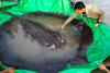 V kamboški reki plaval 300-kilogramski bič