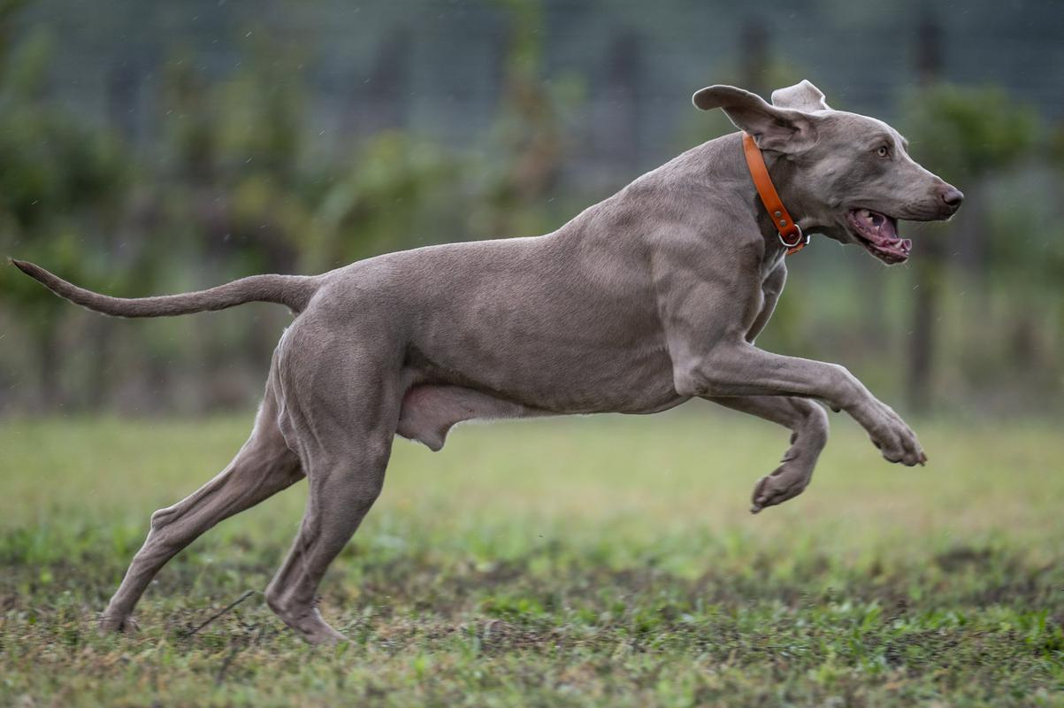 Weimaranci so lovski psi, ki pa se zelo navežejo na svojega lastnika in niso radi sami oz. ločeni od njega. (Fotografija je simbolična.) Foto: EPA
